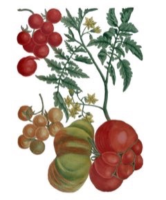 Solanum lycopersicum Tomato, Garden Tomato Solanum lycopersicum Tomato, Garden Tomato